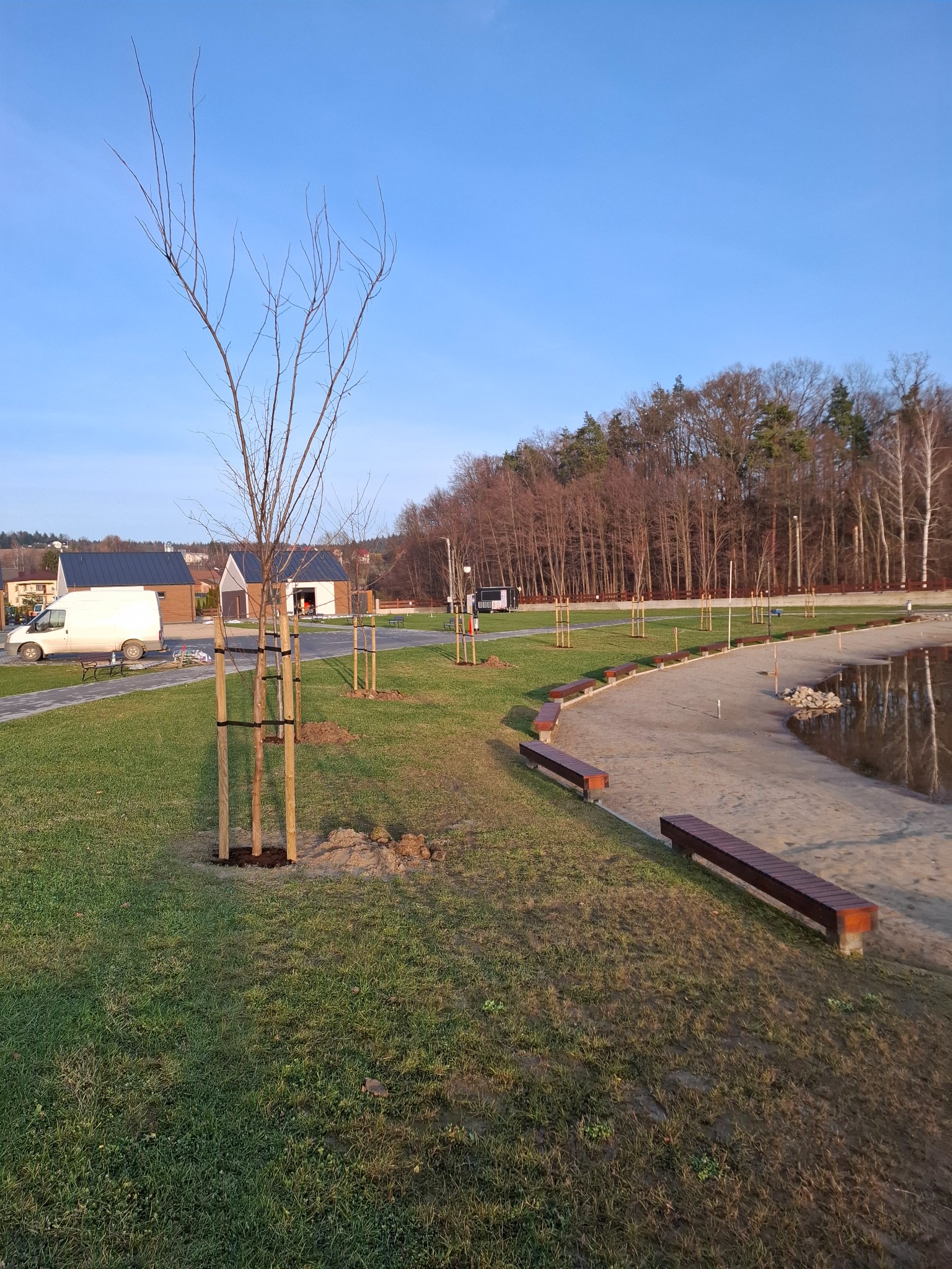 Świeżo posadzone drzewka z podporami na terenie rekreacyjnym z ławkami i ścieżką, w tle budynki i las, błękitne niebo.
