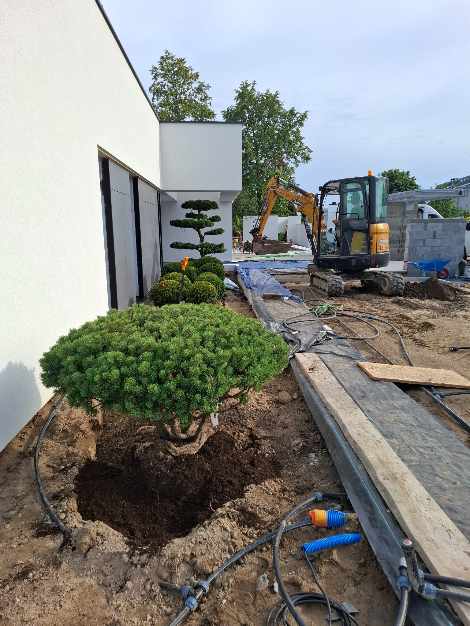 Formowany iglak w wykopanym dole, obok minikoparka i instalacja nawadniająca. Etap prac w ogrodzie przy nowoczesnym domu.