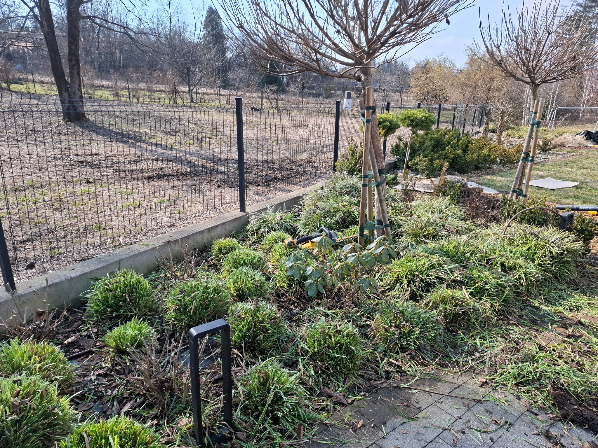 Ogród po pielęgnacji: rabata z niskimi krzewami i trawami ozdobnymi, przycięte pędy leżą na ziemi. W tle drzewa podparte tyczkami i siatka ogrodzeniowa.