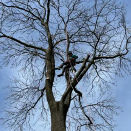 Arborysta w kasku i uprzęży, zawieszony na linach, przycina gałęzie wysokiego drzewa w Żelechowie, widoczne świeże cięcia.