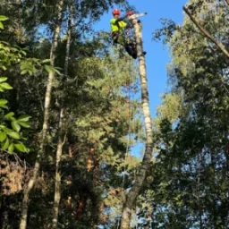 Arborysta w jaskrawożółtej kurtce i czerwonym kasku, zabezpieczony linami, tnie piłą spalinową górną część wysokiej brzozy na tle błękitnego nieba.