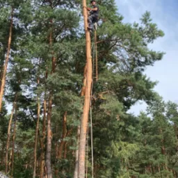 Arborysta w kasku i uprzęży, w trakcie pracy na wysokiej sośnie, lina zabezpieczająca przymocowana do pnia, widok z dołu na tle lasu i fragmentu dachu.