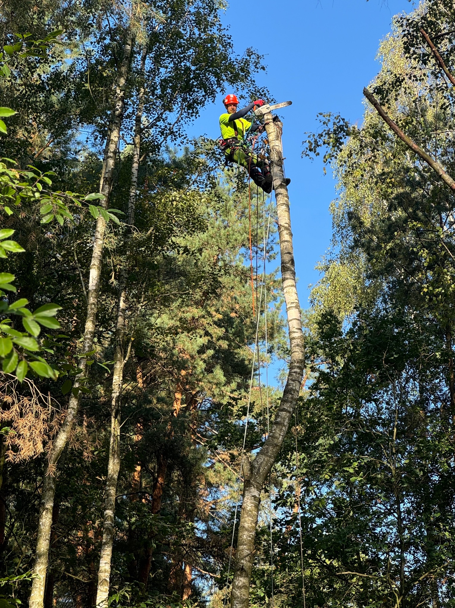 Arborysta w jaskrawożółtej kurtce i czerwonym kasku, zabezpieczony linami, tnie piłą spalinową górną część wysokiej brzozy na tle błękitnego nieba.