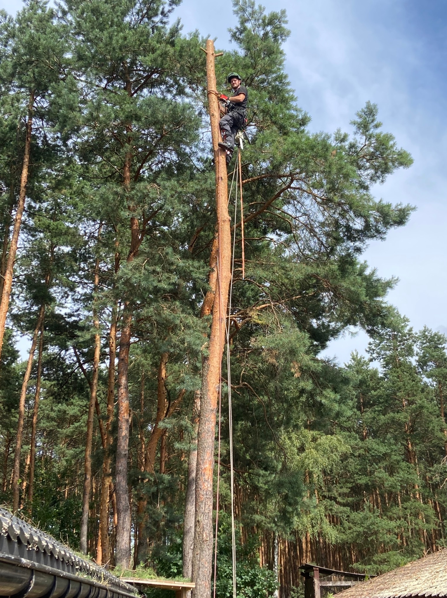 Arborysta w kasku i uprzęży, w trakcie pracy na wysokiej sośnie, lina zabezpieczająca przymocowana do pnia, widok z dołu na tle lasu i fragmentu dachu.