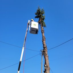 Timber Care Company Rafał Nowak - Pierwszorzędna Wycinka Drzew Radomsko