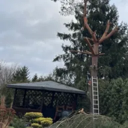 Wysoka sosna częściowo ogołocona z gałęzi, drabina oparta o pień, w tle altana i porozrzucane gałęzie na trawniku, widok po częściowej wycince.
