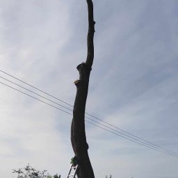 Paweł Wieczorkowski - Ogołocone drzewo z drabiną opartą o pień, widoczne świeże ślady cięcia gałęzi, w tle błękitne niebo i linia energetyczna.