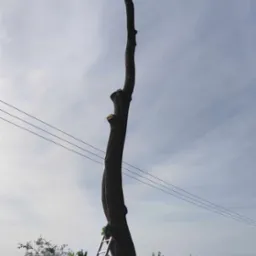 Ogołocone drzewo z drabiną opartą o pień, widoczne świeże ślady cięcia gałęzi, w tle błękitne niebo i linia energetyczna.