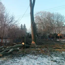 Wycinka drzewa w zimowej scenerii. Pień z uciętymi konarami, leżące gałęzie i piła łańcuchowa. Śnieg na trawie, w tle zabudowania i drzewa.