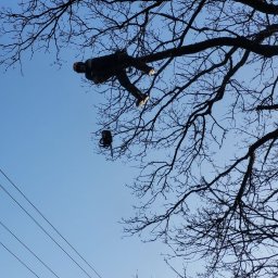 Wycinka drzew Gardeja 1