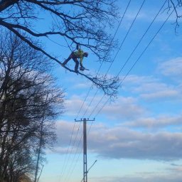 Wycinka drzew Gardeja 2