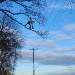 Wycinka drzew Gardeja 3