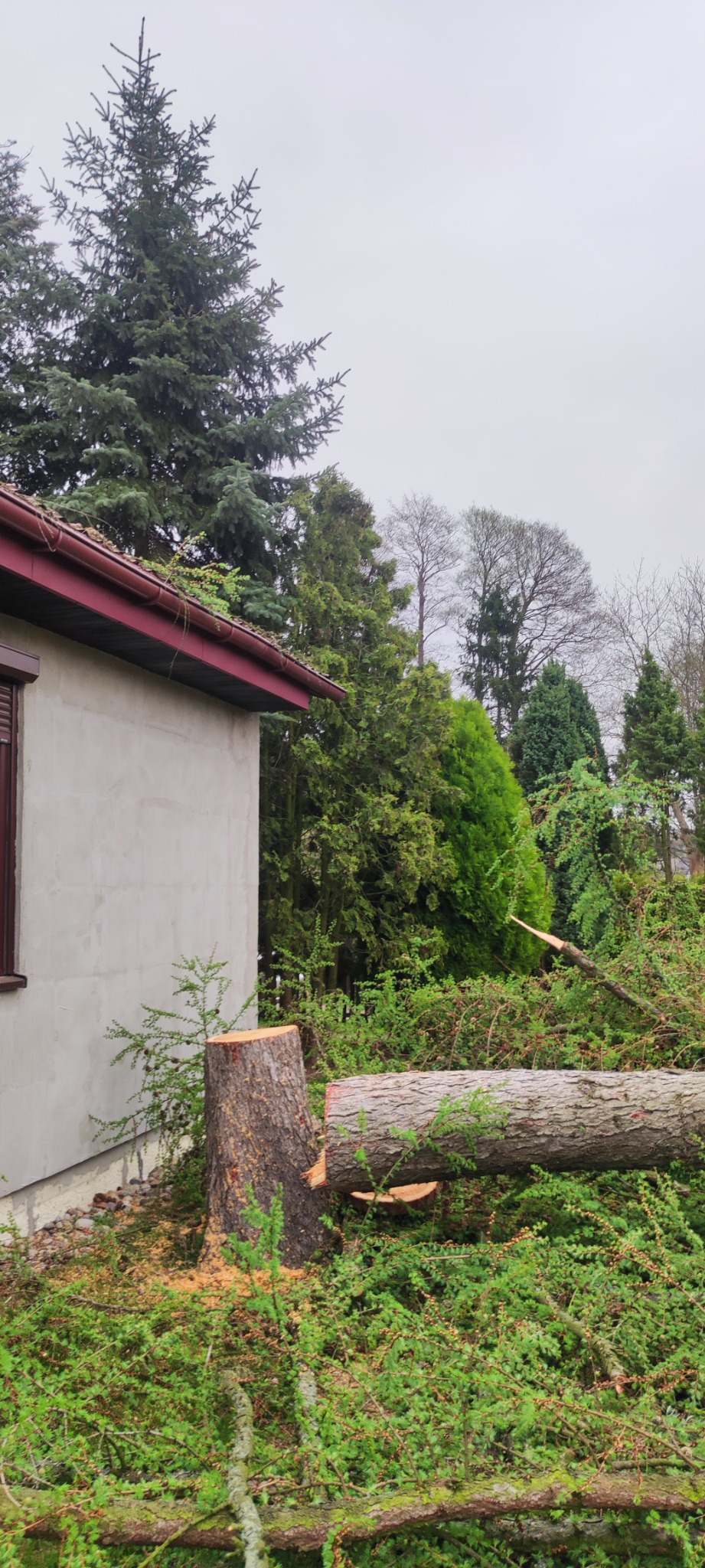 Ścięty pień drzewa obok budynku, z leżącym obok pniem i rozrzuconymi trocinami, na tle zieleni i innych drzew.