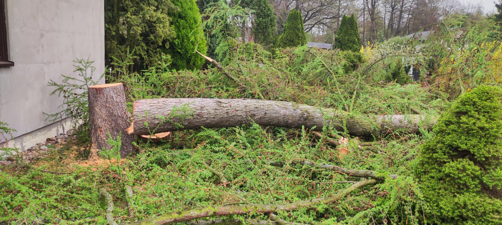 Ścięte drzewo leżące na ziemi obok pnia, z widocznymi trocinami i gałęziami, w tle budynek i inne drzewa.