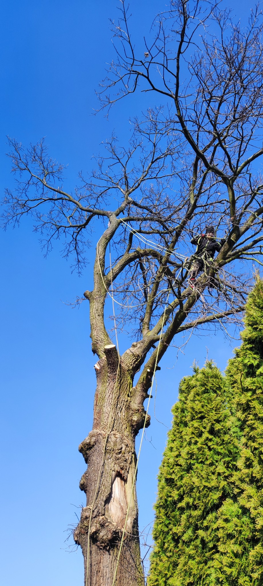 Arborysta zabezpieczony linami, w koronie ogołoconego z liści drzewa, obok zielonego żywopłotu, po częściowym usunięciu gałęzi.