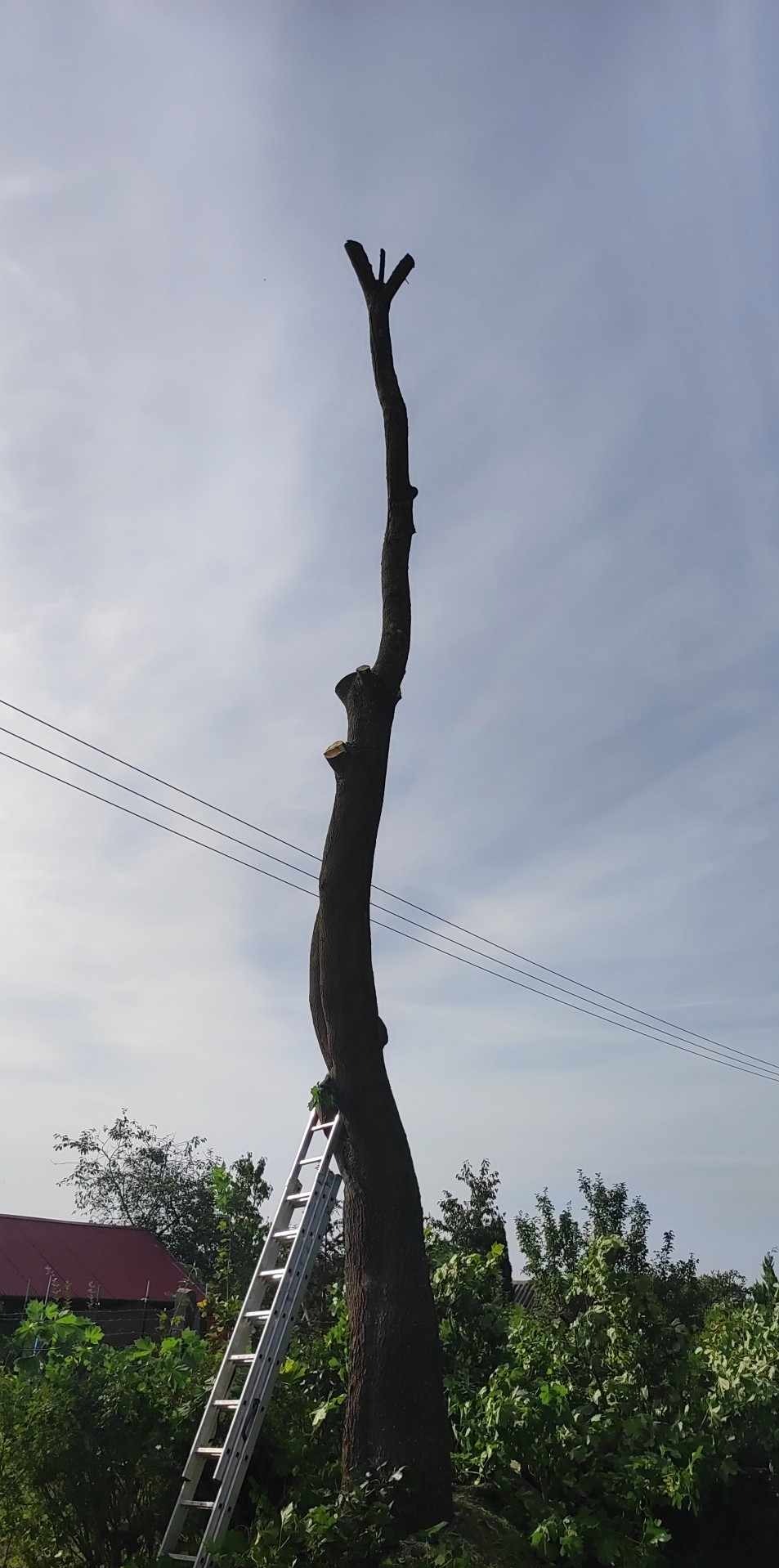 Ogołocone drzewo z drabiną opartą o pień, widoczne świeże ślady cięcia gałęzi, w tle błękitne niebo i linia energetyczna.