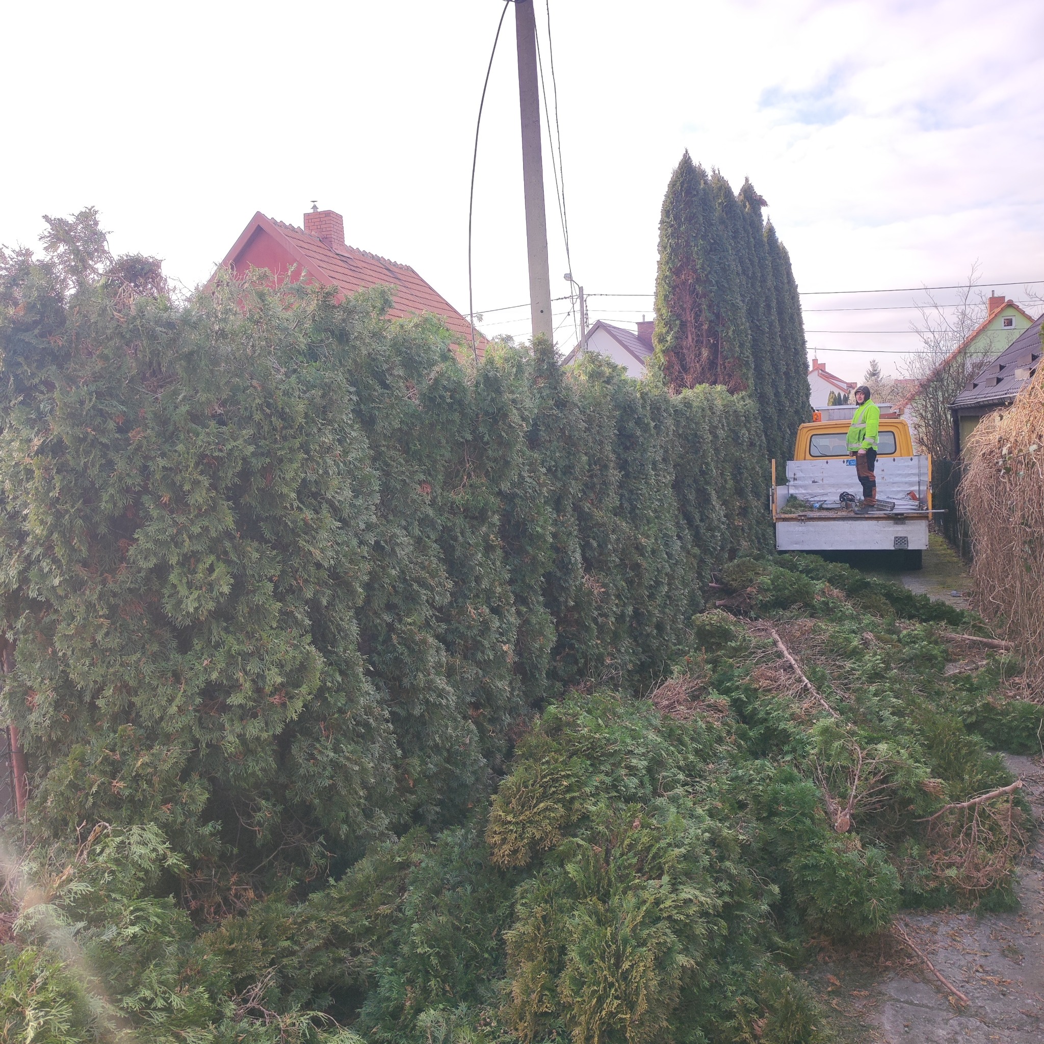Przycięty żywopłot z tui, z pracownikiem w odblaskowej kamizelce stojącym na pace żółtego samochodu dostawczego, z gałęziami na ziemi.