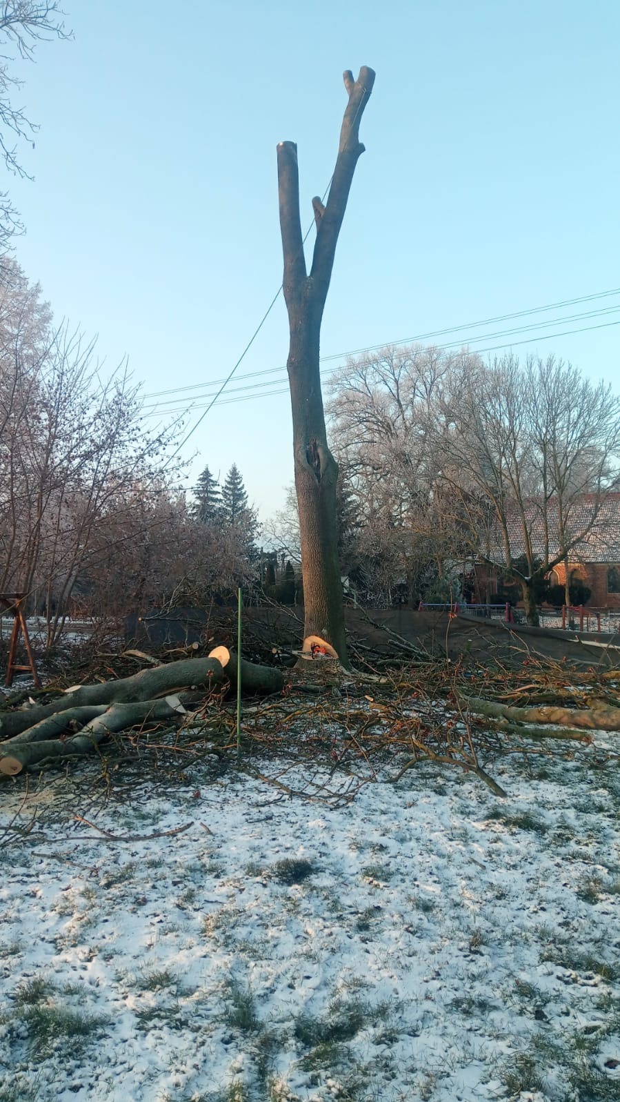 Wycinka drzewa w zimowej scenerii. Pień z uciętymi konarami, leżące gałęzie i piła łańcuchowa. Śnieg na trawie, w tle zabudowania i drzewa.