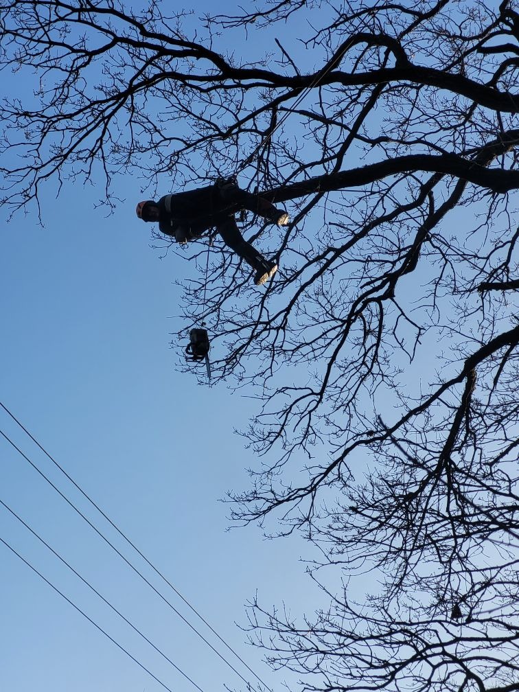 Arborysta w kasku, na linie, przycina gałęzie drzewa piłą łańcuchową na tle błękitnego nieba. Widok z dołu, z widocznymi liniami energetycznymi.