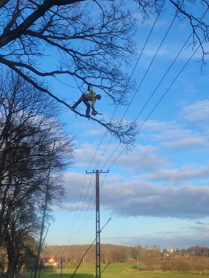Pracownik w kasku i odzieży ochronnej, na wysokości, przycina gałęzie drzewa w pobliżu linii wysokiego napięcia. W tle słup energetyczny i krajobraz.
