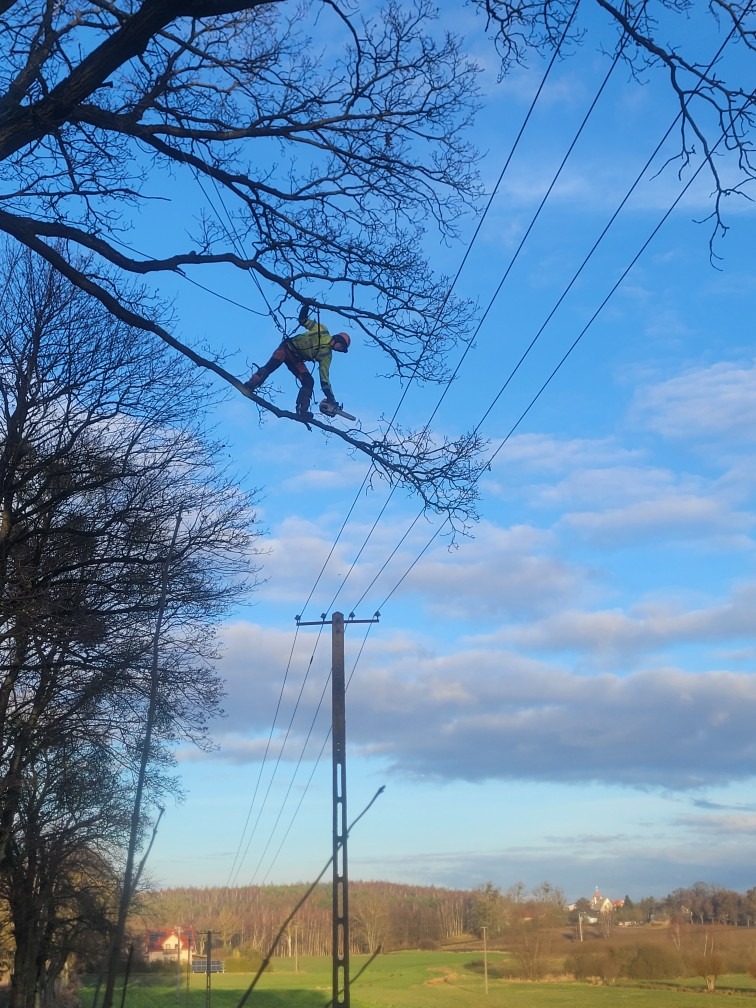 Arborysta w kasku, na wysokości, tnie gałąź piłą spalinową w pobliżu linii energetycznych. W tle błękitne niebo i krajobraz wiejski.