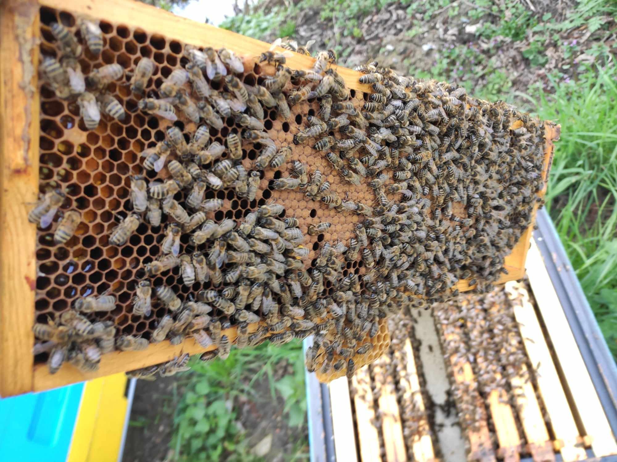 Ramka pszczela gęsto pokryta pszczołami, widoczne komórki plastra z larwami i zasklepionym czerwiem, ul w tle.