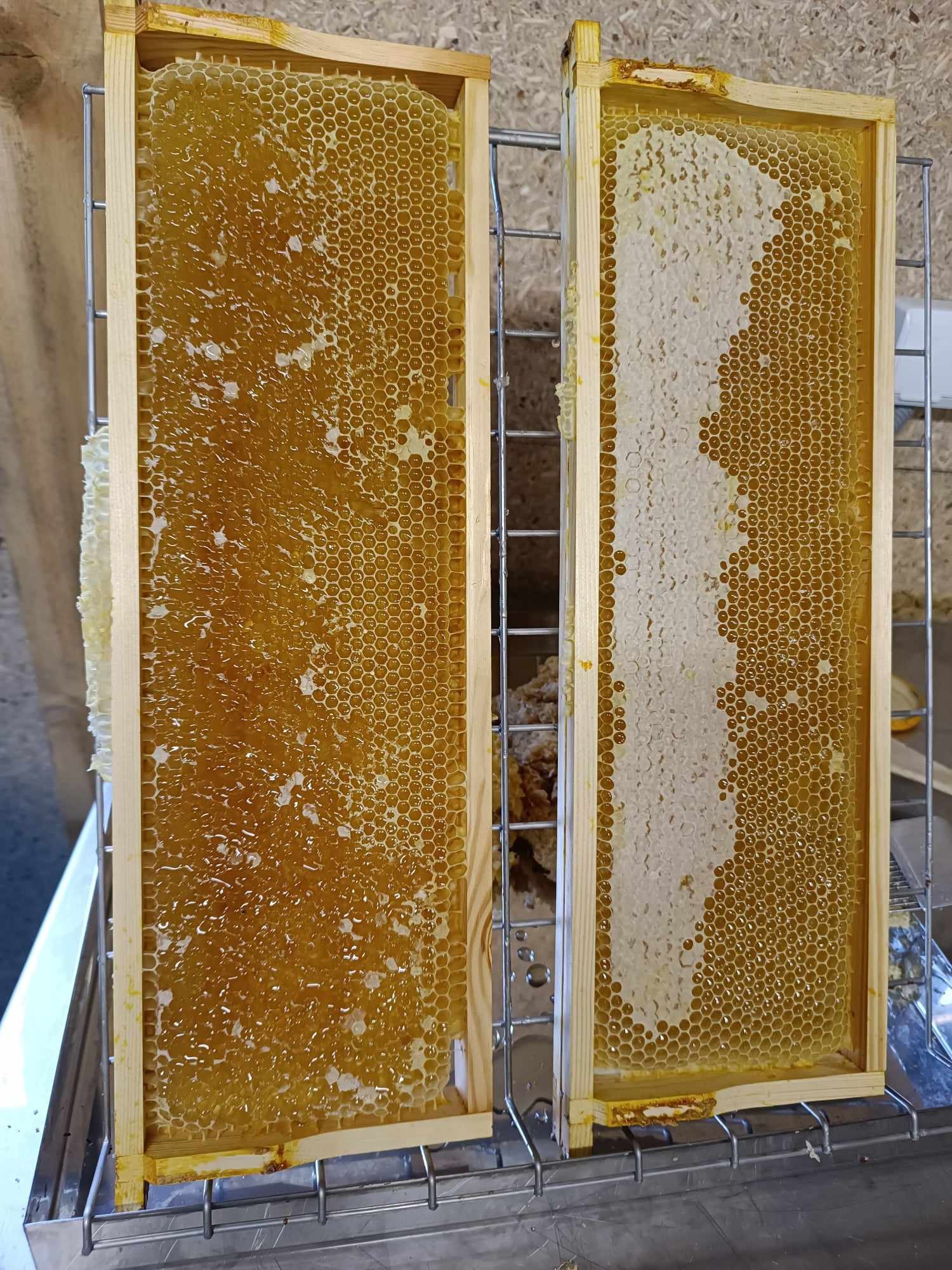 Dwa drewniane ramki z plastrami miodu, jeden wypełniony miodem, drugi z częściowo wybranym miodem, umieszczone na metalowej suszarce.