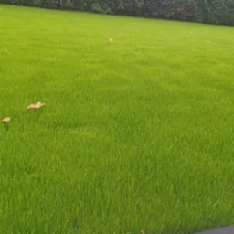 Soczysta, równo skoszona trawa na tle ciemnozielonych krzewów, z kilkoma opadłymi liśćmi na powierzchni.