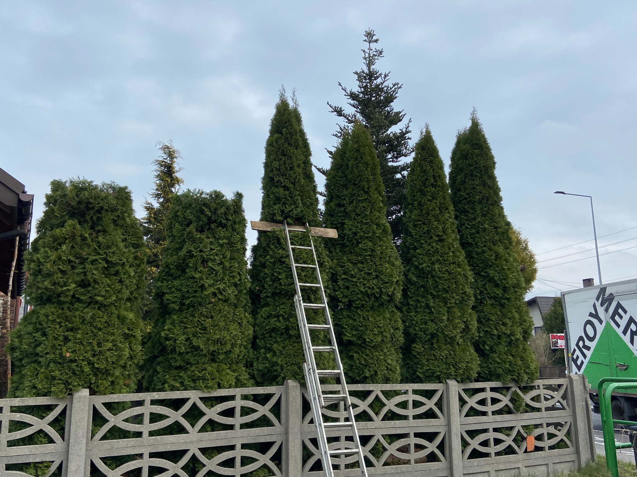 Szpaler wysokich, gęstych żywotników za betonowym ażurowym ogrodzeniem, z przystawioną aluminiową drabiną i deską na górze, sugerującą przygotowania do formowania korony.