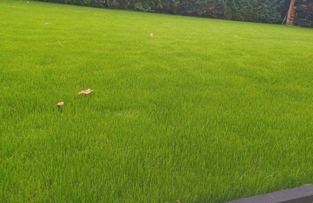 Soczysta, równo skoszona trawa na tle ciemnozielonych krzewów, z kilkoma opadłymi liśćmi na powierzchni.