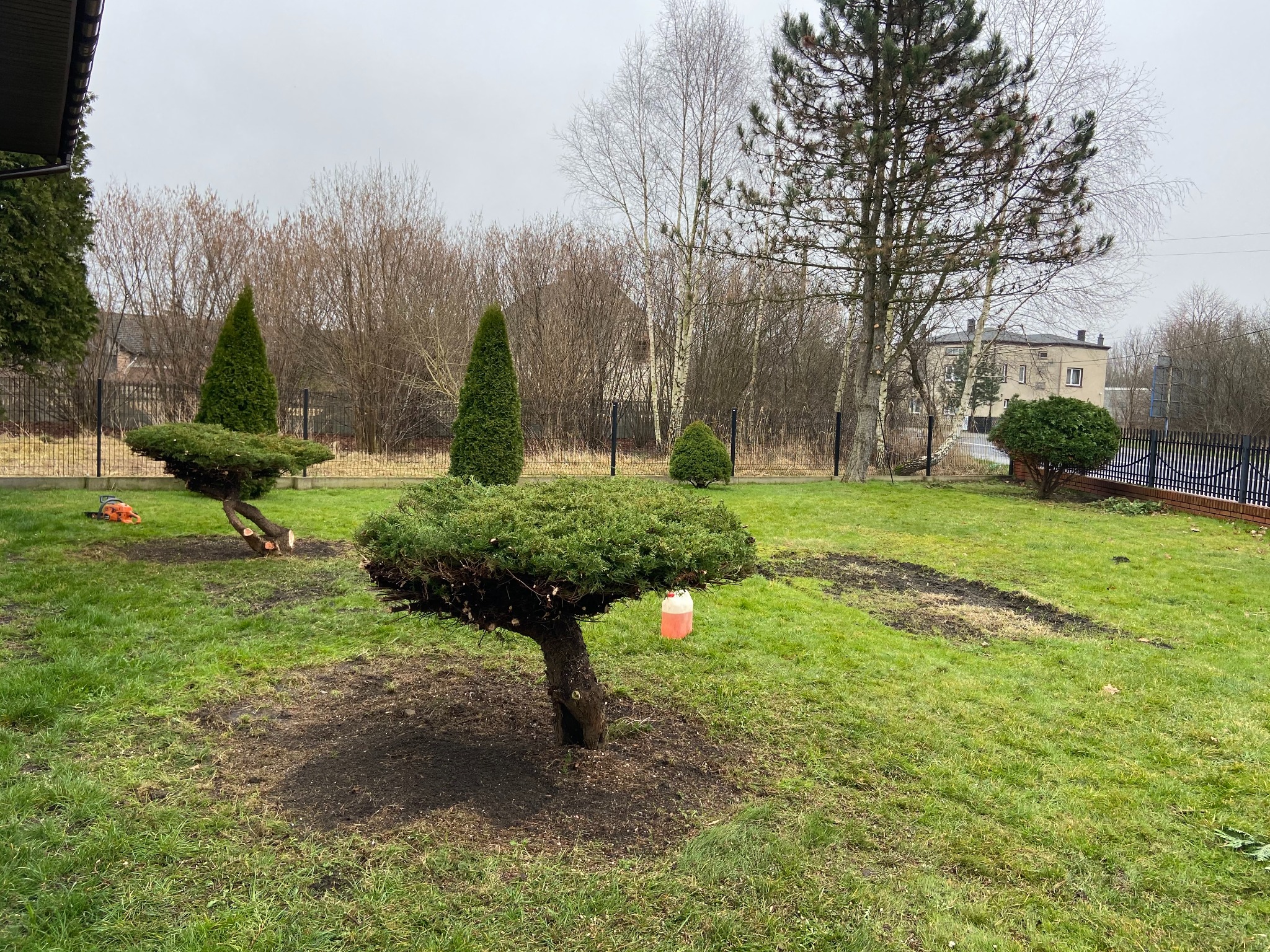 Ogród po formowaniu drzew i krzewów, widoczne świeżo przycięte rośliny, pozostałości po cięciu na trawniku i butelka z płynem zawieszona na gałęzi jednego z drzew.