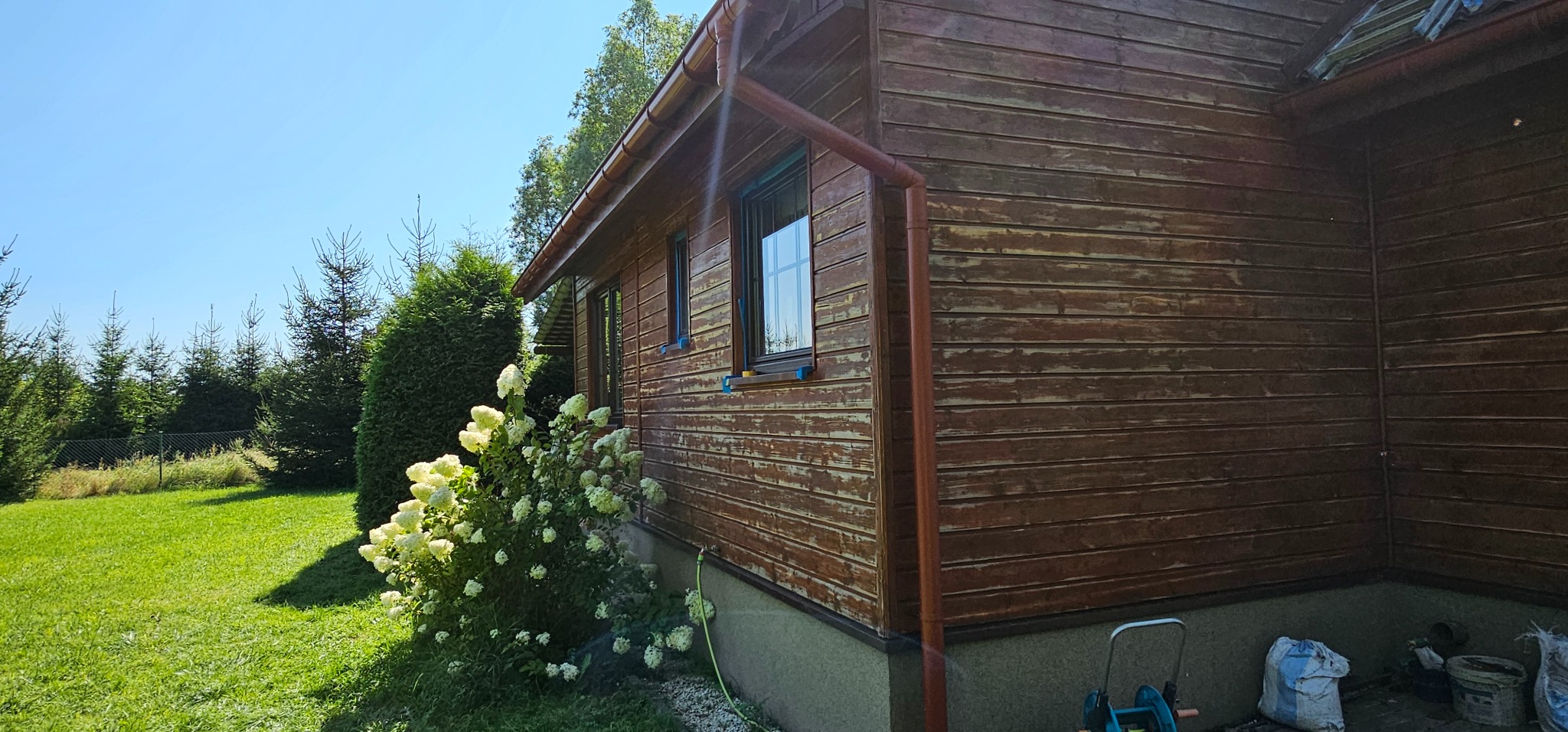 Drewniana elewacja domu przed renowacją, widoczne odpryski farby, obok kwitnący krzew hortensji.