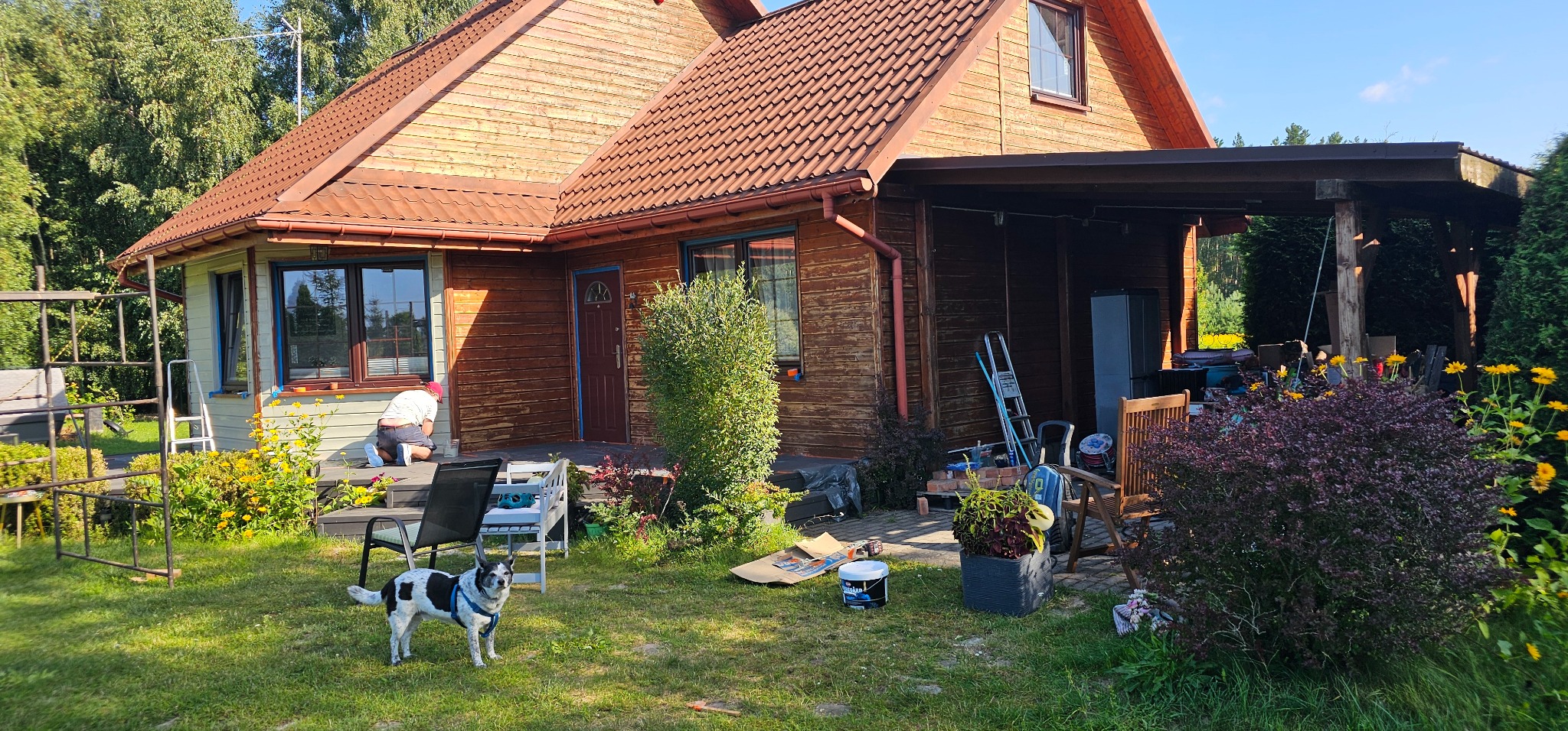 Malowanie drewnianego domu na zewnątrz: pracownik w trakcie renowacji elewacji, widoczne ślady starej farby, przygotowane narzędzia i farba, pies obserwuje prace na tle ogrodu.