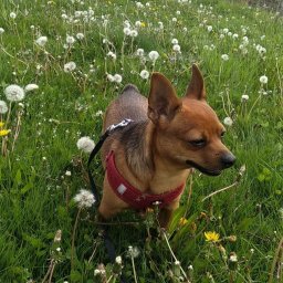 Wyprowadzanie psów Kraków 1