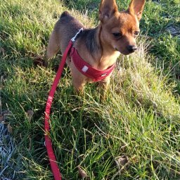 Wyprowadzanie psów Kraków 2