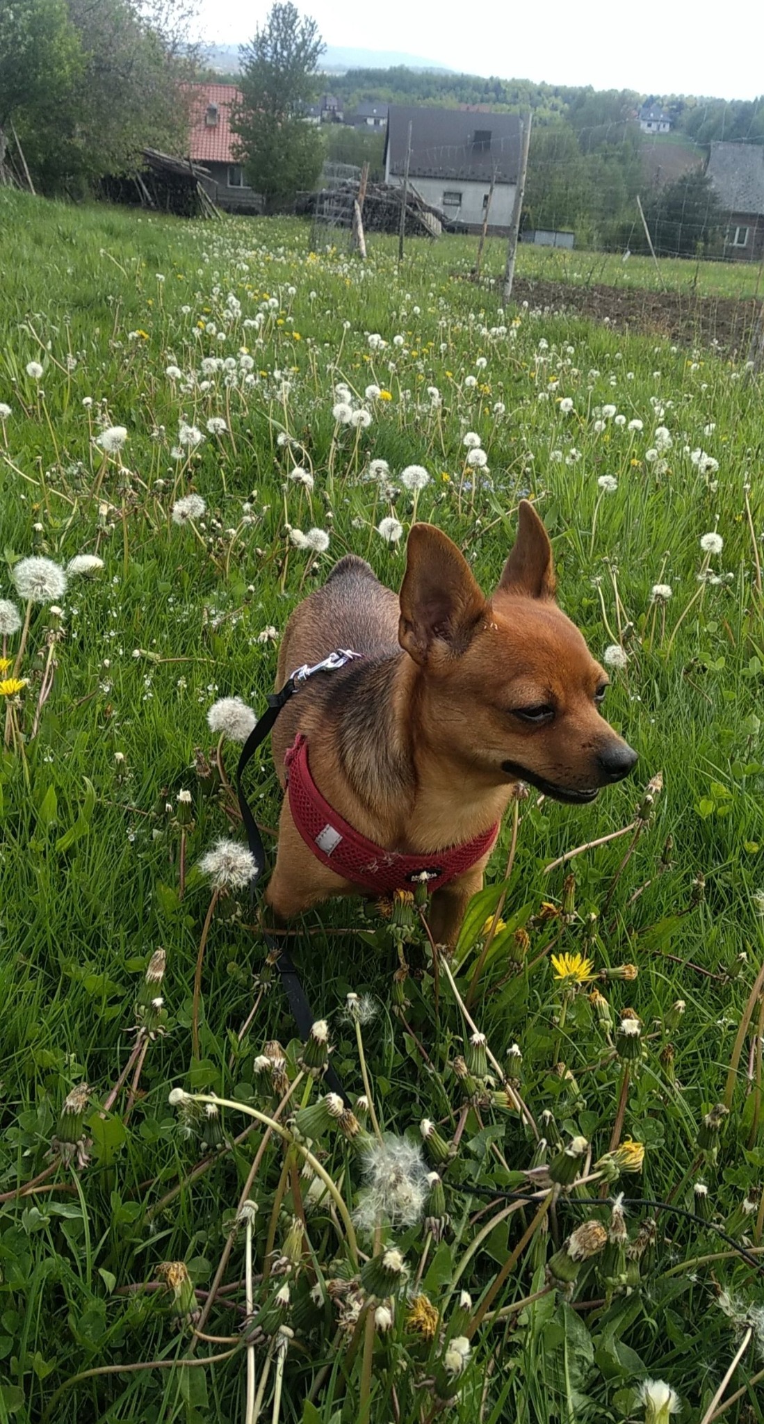 Mały, brązowy pies w czerwonej uprzęży na łące pełnej dmuchawców w słoneczny dzień.