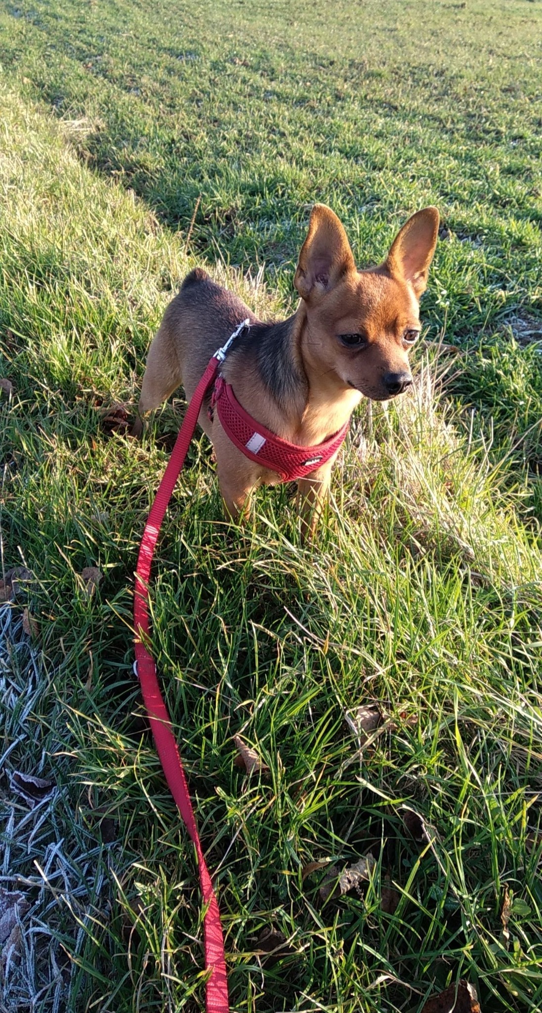 Mały brązowy pies w czerwonej uprzęży i na smyczy stoi na trawie w słoneczny dzień.