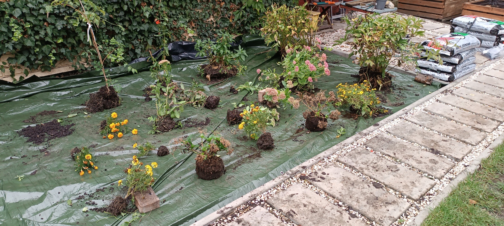 Przygotowanie do sadzenia roślin w ogrodzie w Tarnowie Podgórnym. Widoczne sadzonki kwiatów i krzewów na zielonej plandece, obok worki ziemi i ścieżka z płyt.