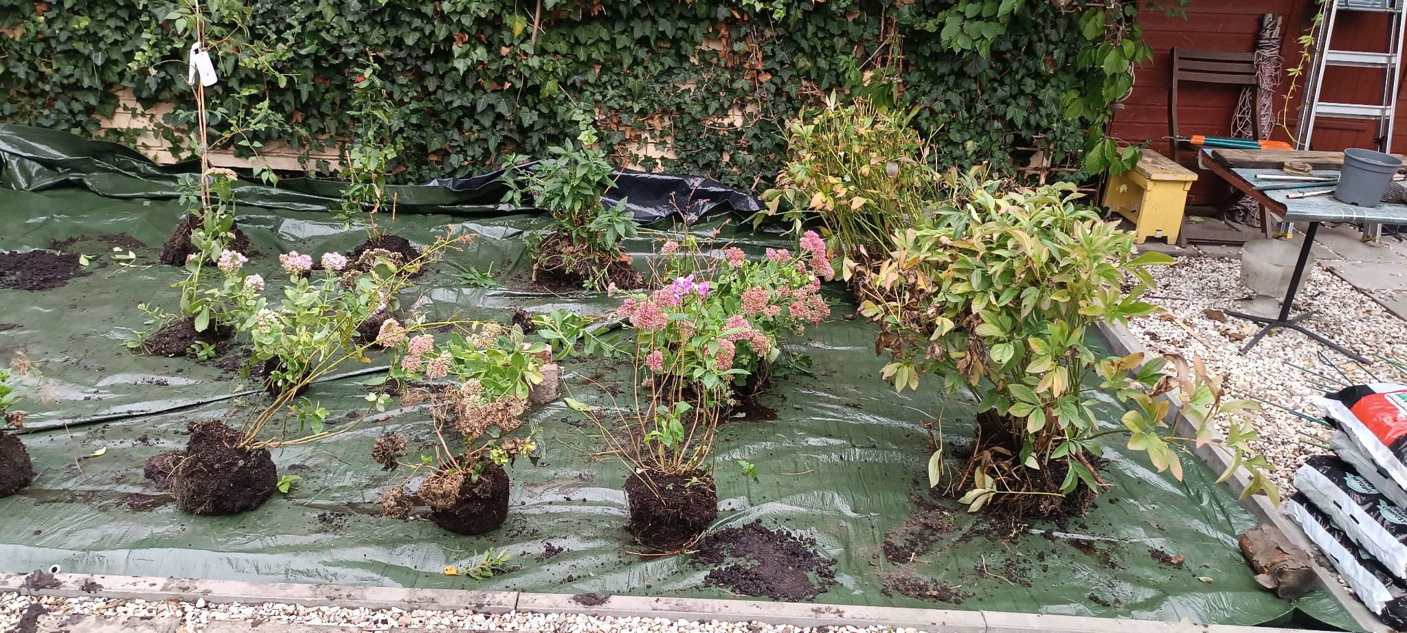 Przygotowane sadzonki kwiatów i krzewów z bryłą korzeniową, rozłożone na zielonej plandece w ogrodzie, gotowe do zasadzenia. Tło to ściana porośnięta bluszczem.