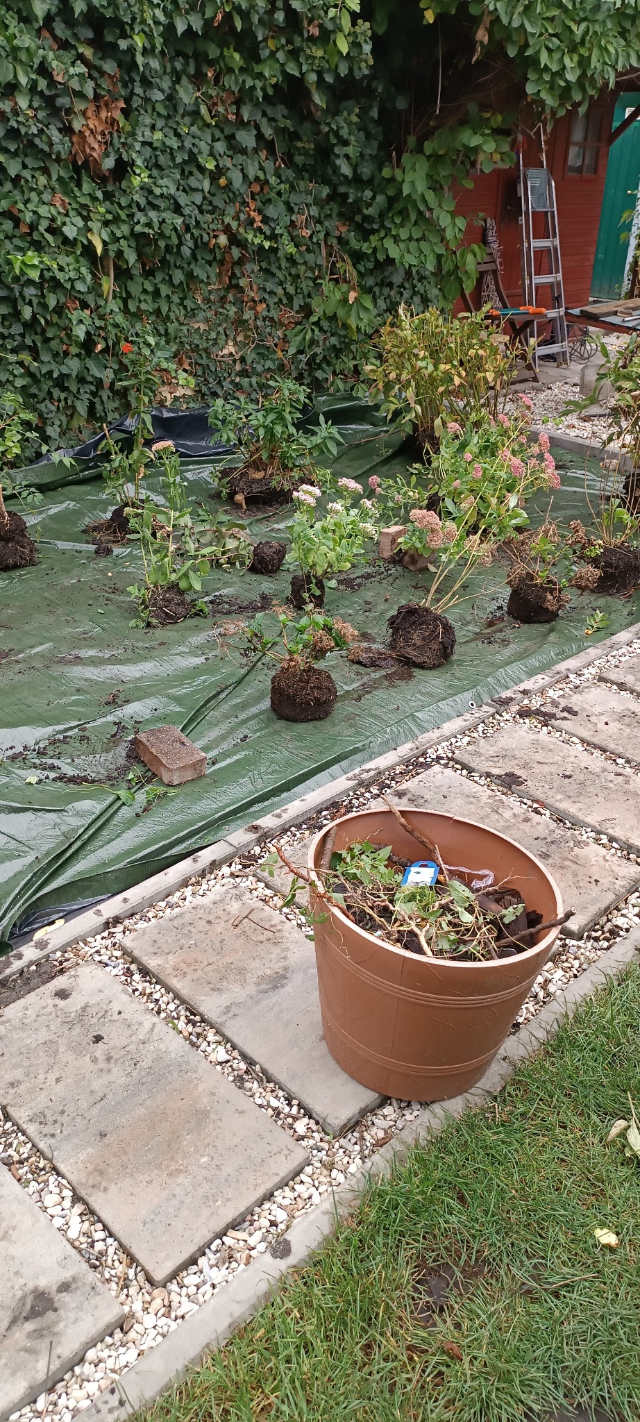 Przygotowane sadzonki na zielonej folii w ogrodzie, obok donica z odpadami roślinnymi, kamienne płyty chodnikowe w tle. Etap prac ogrodniczych.