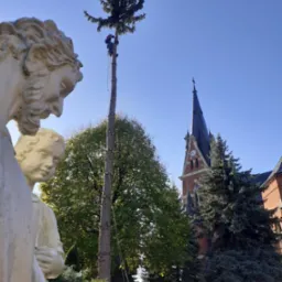 Pracownik na wysokości przycina górną część świerku, widok z dołu, obok pomnik, w tle kościół z wieżą.