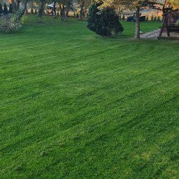 DIRECT BRAND S.C. - Równomiernie skoszony trawnik z rolki, widok na drzewa liściaste w jesiennych barwach i drzewa iglaste w tle, huśtawka ogrodowa po prawej.