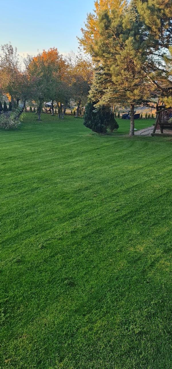 Równomiernie skoszony trawnik z rolki, widok na drzewa liściaste w jesiennych barwach i drzewa iglaste w tle, huśtawka ogrodowa po prawej.