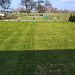 Wycinka drzew Trojany 3