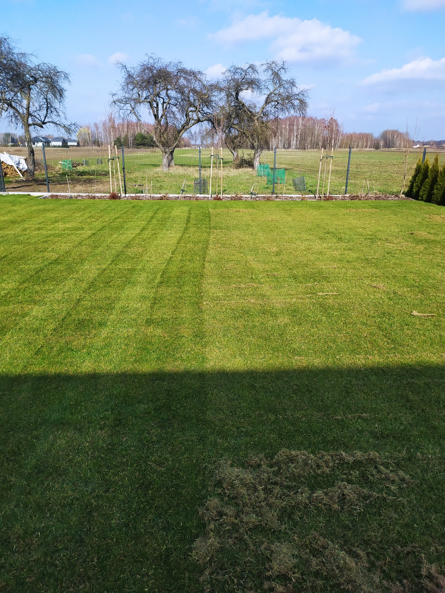 Świeżo skoszony trawnik z widocznymi pasami, ogrodzony siatką, z młodymi drzewkami i starszymi drzewami w tle pod błękitnym niebem.