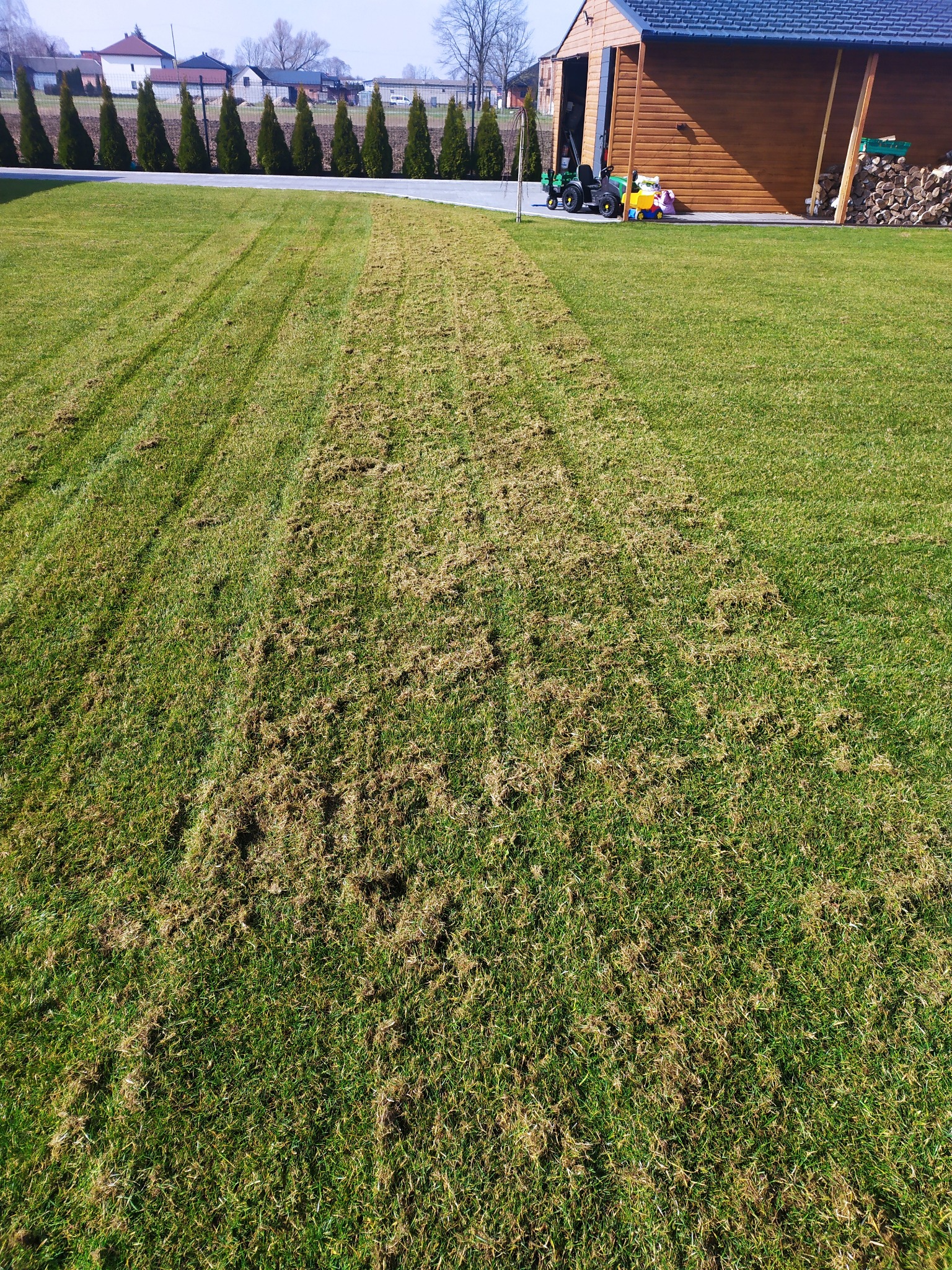 Świeżo skoszony trawnik z widocznymi śladami po kosiarce, zielona trawa z resztkami skoszonej trawy, w tle budynek gospodarczy i rząd tuj.