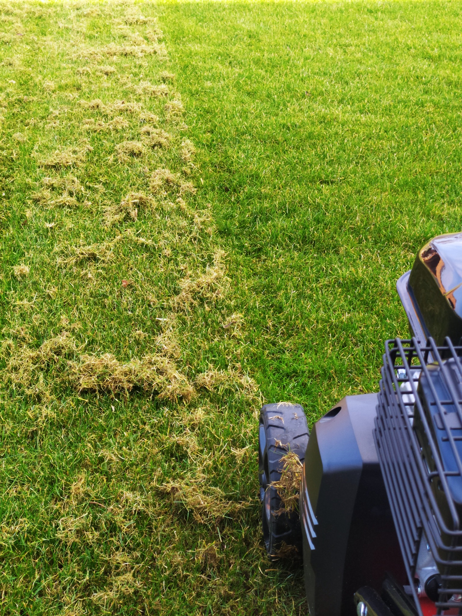 Częściowo skoszony trawnik w Trojanach, z widoczną kosiarką i różnicą w wysokości trawy przed i po koszeniu, ukazując efekt pracy.