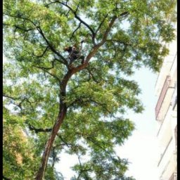 Kuba Koński - Profesjonalne Ścinanie Drzew Wyszków