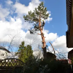 Arborysta w kasku i uprzęży, wysoko na sośnie podczas prac pielęgnacyjnych, z liną i odciętymi gałęziami, na tle błękitnego nieba z chmurami.