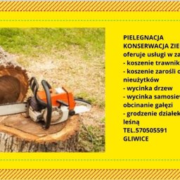 Maximus Tomasz Gontarczuk - Pielęgnacja Drzew Gliwice